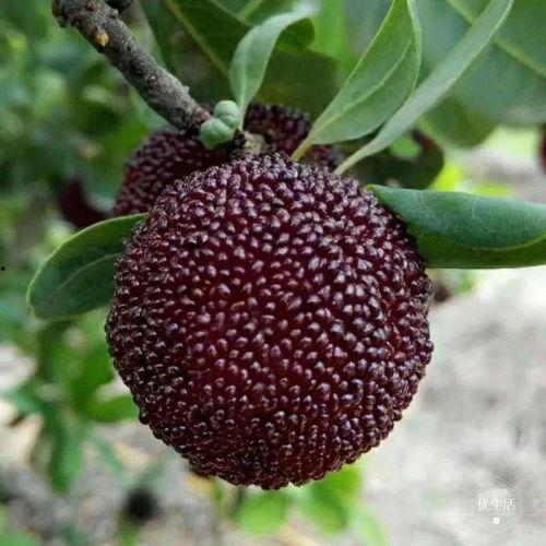 孙徐春杨梅照片,自然之美，舌尖上的诱惑