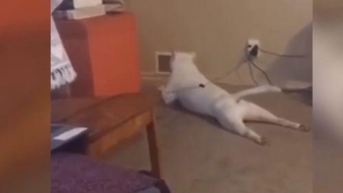 外国动物搞笑电影,外国动物搞笑电影大盘点