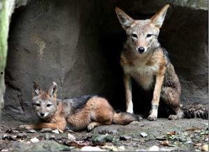 胡狼个人资料,从草原猎手到城市探险者的传奇人生